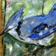 bluejay