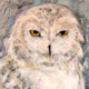 snowyOwl